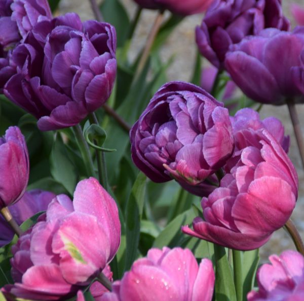 Keskiaikainen tulppaani, Triumph